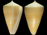 Conus quercinus