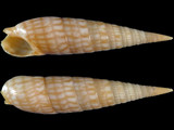 Terebra cerithina