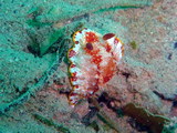 Chromodoris tinctoria