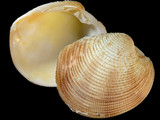 Variation410069