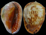 Cypraecassis rufa