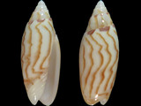 Oliva panniculata williamsi