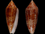 Conus aureus paulucciae