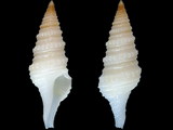 Gemmula monilifera