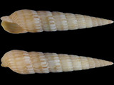 Myurella flavofasciata