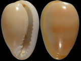 Marginella sarda