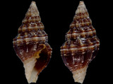 Vexillum malcolmense