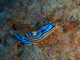 Chromodoris strigata