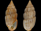 Variation410158