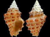 Variation310160