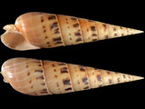 Variation110186