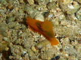 Gymnodoris subflava