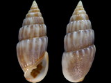 Otopleura auriscati