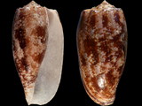 Conus geographus