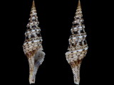 Turris garnonsii