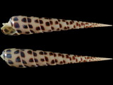 Variation210220