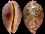 Variation310233