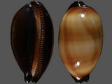 Cypraea talpa