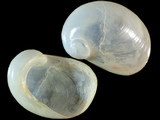 Coriocella nigra