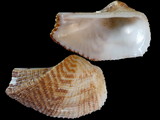 Variation410247