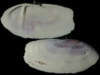 Siliqua patula