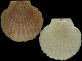 Pecten caurinus