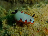 Chromodoris fidelis