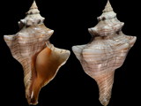 Variation210286