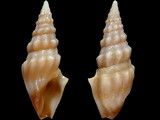 Clavus polygonalis