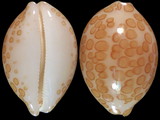 Cypraea mariae