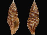 Prodotia crocata