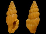 Lienardia vultuosa