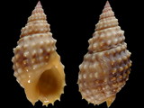 Nassarius papillosus