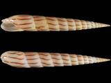 Variation310313