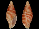 Pseudonebularia fraga