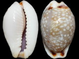 Cypraea gangranosa