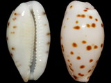 Cypraea punctata