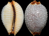 Cypraea staphylaea