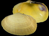 Variation21038