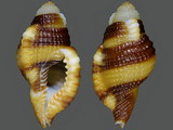 Cymatium flaveolum