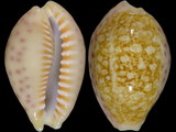 Cypraea chinensis