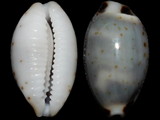 Cypraea hirundo