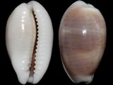 Cypraea clandestina