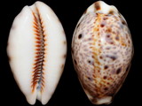 Cypraea lynx