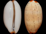 Variation310421