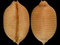 Cypraea childreni