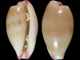 Variation110449