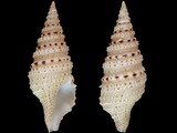 Lophiotoma ustulata