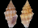 Vexillum roseum