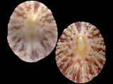 Variation210474